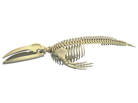 Blue Whale Skeleton animal anatomy 3D rendering model