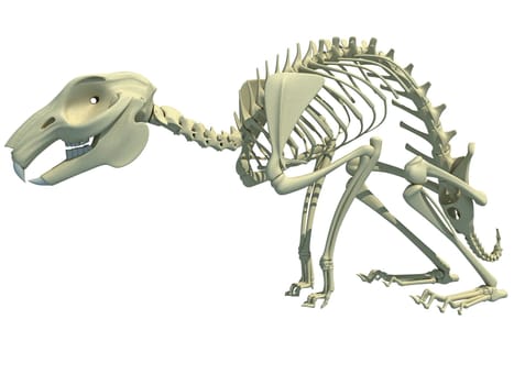 Rabbit Skeleton anatomy 3D rendering model on white background