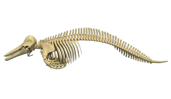 Killer Whale Orca Skeleton 3D rendering model on white background