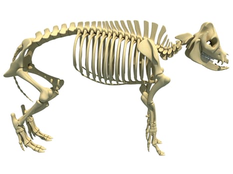 Pig Skeleton anatomical animal 3D rendering model on white background