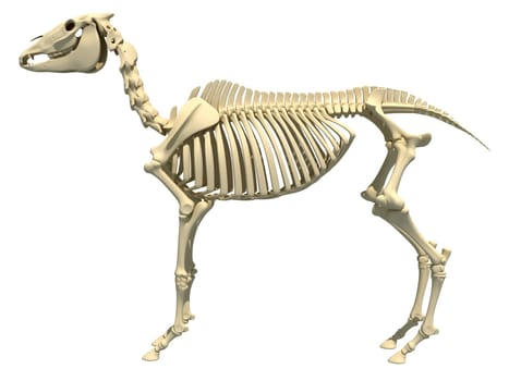 Horse Skeleton side view 3D rendering model on white background