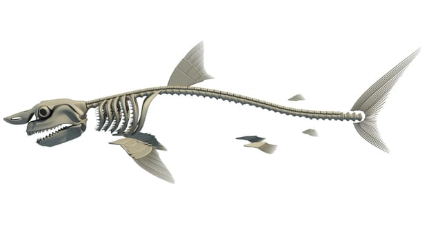 Great White Shark Skeleton 3D rendering model