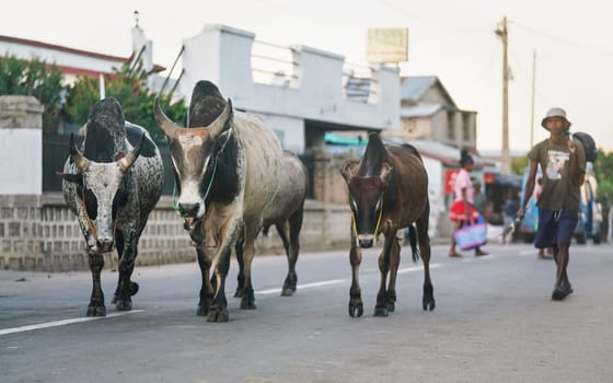 Ranohira, Madagascar - April 29, 2019: Three Zebu (humped cattle cow) walking on the main street, with their owner behind, returning from work afternoon.