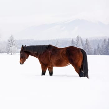 Dark brown horse standing on snow covered field, view from side, mountains in background.