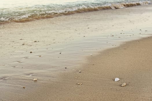 Wet sand on the beach, blurred sea in background - low angle shallow depth of field photo - only one small white seashell in focus