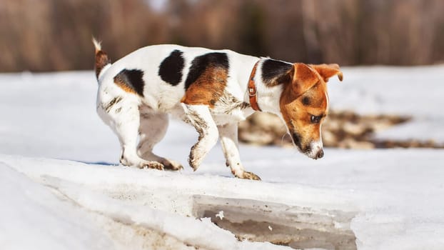 Small Jack Russell curious, exploring melting ice on thawing river in spring, her feet dirty from mud.