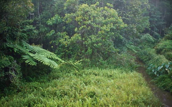 African rainforest jungle in the morning, leaves wet from dew, small river flow surrounded by grass, region near Andasibe, Madagascar