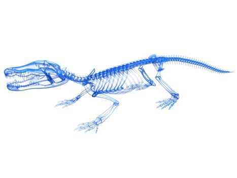 Crocodile Skeleton Transparent 3D rendering model