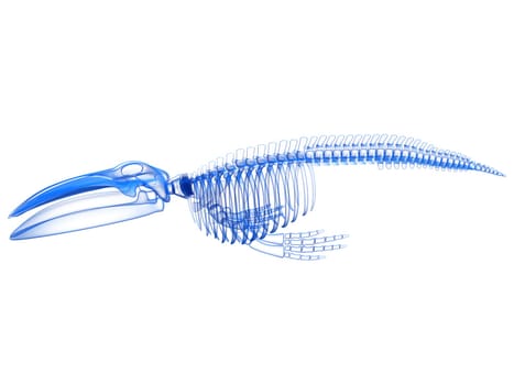 Blue Whale Skeleton anatomy 3D rendering model