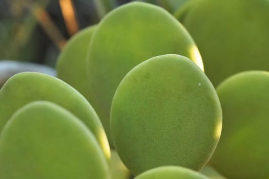 Thick green succulent leaves of Xerosicyos danguyi - also known as Silver Dollar - plant growing in Madagascar. Most flora is endemic on this island
