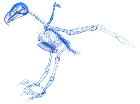 Bald Eagle Skeleton Transparent 3D rendering model