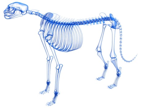 Cheetah Skeleton anatomy Transparent 3D rendering model