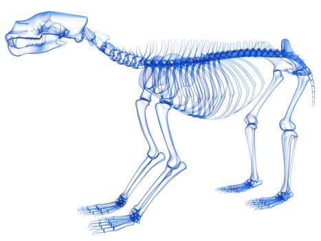 Bear Skeleton Transparent 3D rendering model