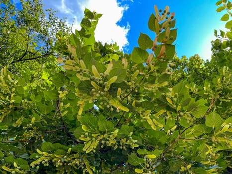 the fruits on the linden tree ripened in summer