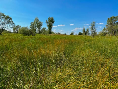 thick grass at the end of summer in the floodplain of the Pripyat river