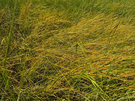 thick grass at the end of summer in the floodplain of the Pripyat river