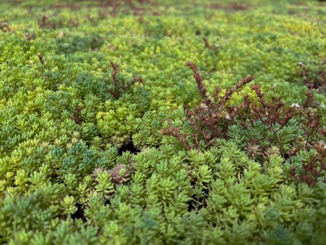 in summer, the green ochitok covers the whole earth