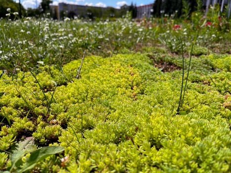 in summer, the green ochitok covers the whole earth