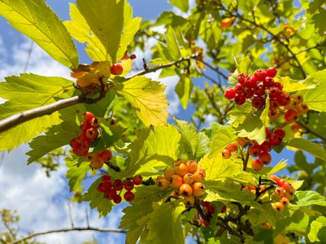 the fruits of red viburnum ripened on the tree at the end of summer