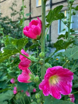 a beautiful pink mallow flower blooms in summer