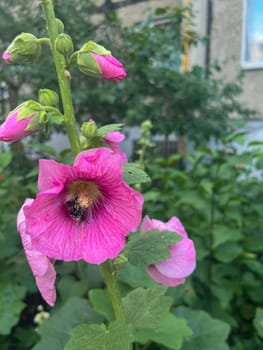 a beautiful pink mallow flower blooms in summer