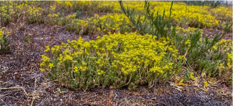 the ochitok plant blooms yellow in the city