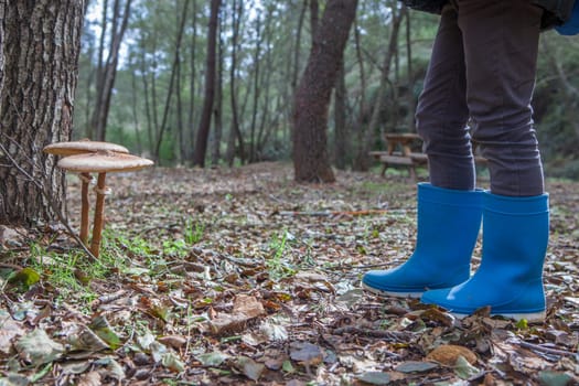 Parasol mushrooms growing close to pine tree. Ground view with child rainboots beside