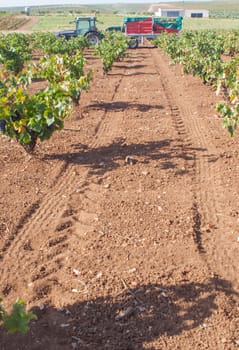 Viticulture tractor in operation during harvest season. Machinery to transport hand-picked grapes