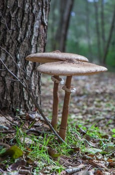 Parasol mushrooms growing close to tree base. Ground view