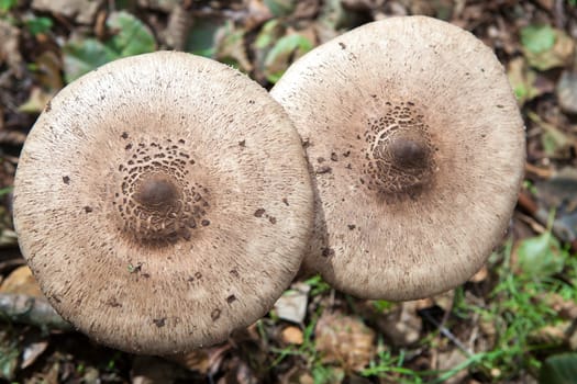 Parasol mushrooms growing in Villuercas Geopark, Caceres, Spain. Overhead view