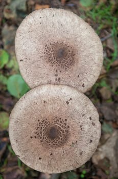 Parasol mushrooms growing in Villuercas Geopark, Caceres, Spain. Overhead view