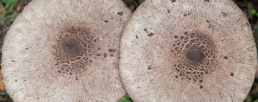 Parasol mushrooms growing in Villuercas Geopark, Caceres, Spain. Overhead view