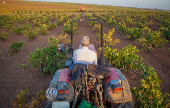 Viticulture tractor driver in operation during harvest season. Machinery to transport hand-picked grapes