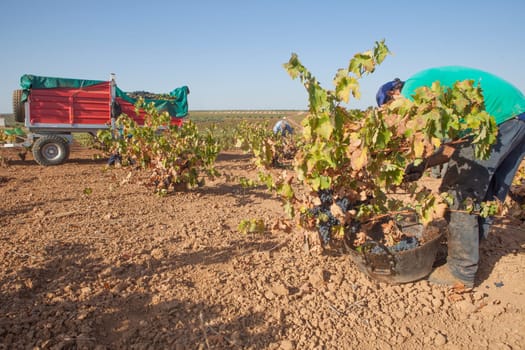 Viticulture trailer during harvest season. Machinery to transport hand-picked grapes