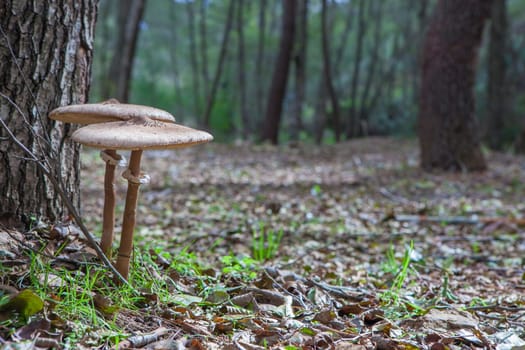 Parasol mushrooms growing close to tree base. Ground view