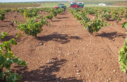 Viticulture tractor in operation during harvest season. Machinery to transport hand-picked grapes