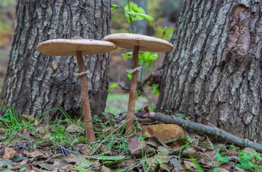 Parasol mushrooms growing close to tree base. Ground view