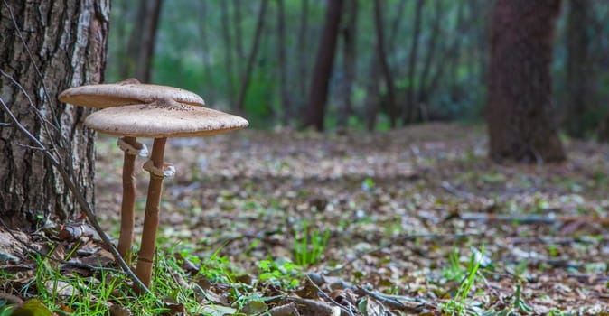 Parasol mushrooms growing close to pine tree. Ground view