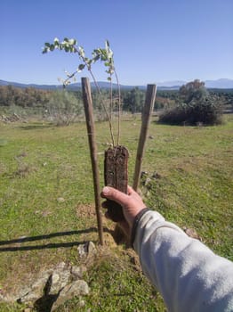 Mature male hand holding holm oak rootball. Restocking of mountains