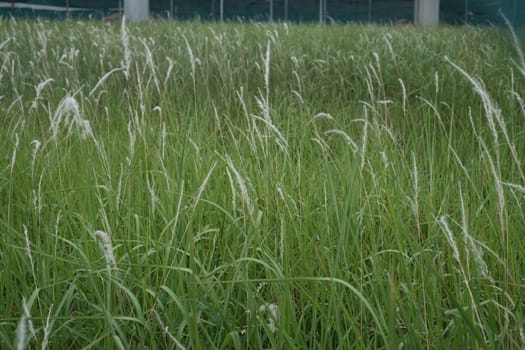 White Grass Flowers Imperata Cylindrinca Swaying Gracefully