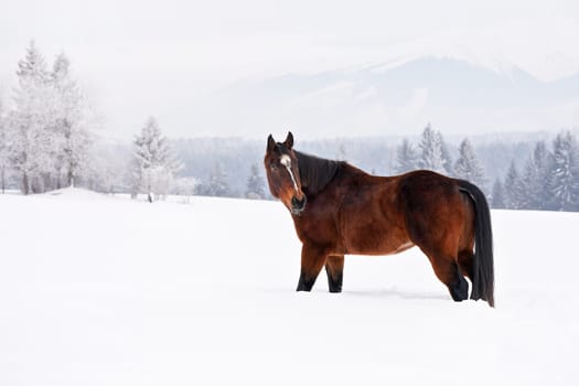 Dark brown horse walks on snow, blurred trees and mountains in background, view from side
