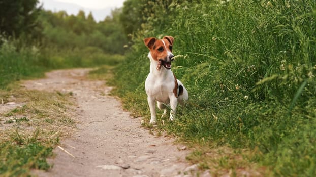 Small Jack Russell terrier standing on dusty road grass meadow on both sides, wood stick in her mouth