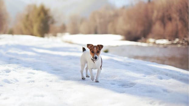 Small Jack Russell terrier walking on melting snow next to river on sunny day, blurred trees in background