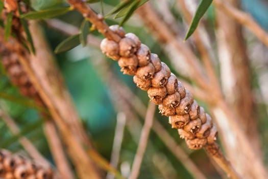 Dry berries growing on shrub, shallow depth of field photo