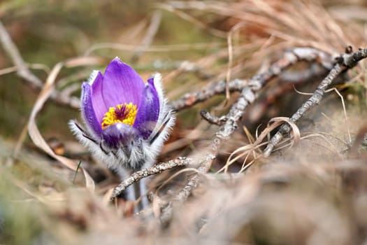 Purple greater pasque flower - Pulsatilla grandis - growing in dry grass, close up detail