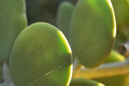 Thick green succulent leaves of Xerosicyos danguyi - also known as Silver Dollar - plant growing in Madagascar. Most flora is endemic on this island