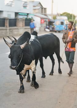 Ranohira, Madagascar - April 29, 2019: Unknown local Malagasy man walking barefoot with his two Zebu indicine cows on the asphalt road in the afternoon. Zebus are used for agriculture and transport