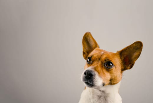 Portrait of a very alert Jack Russell Terrier on a bright studio background with space for text, dog food or care concept