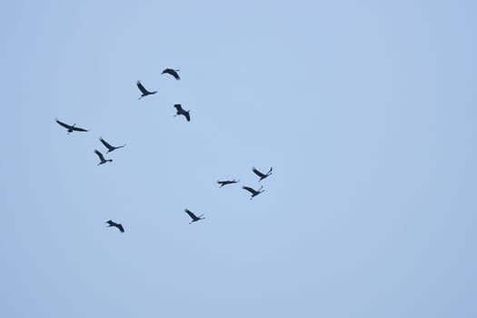 Crane group in the sky in V formation. Migratory birds on their return journey. Animal photo from nature