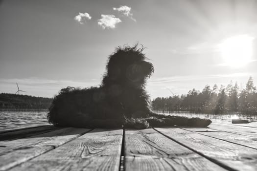 Goldendoodle dog lying on a jetty and looking at a lake in Sweden. Animal photo with charm.